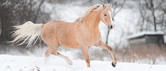 درباره اسب - بهین ژن